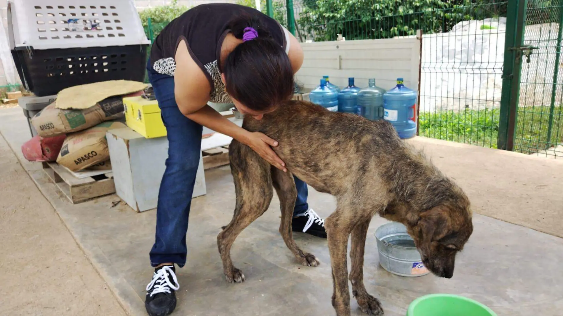 Perros Tuxtla